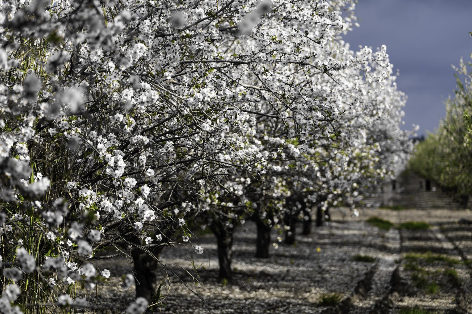 Kern County Agriculture