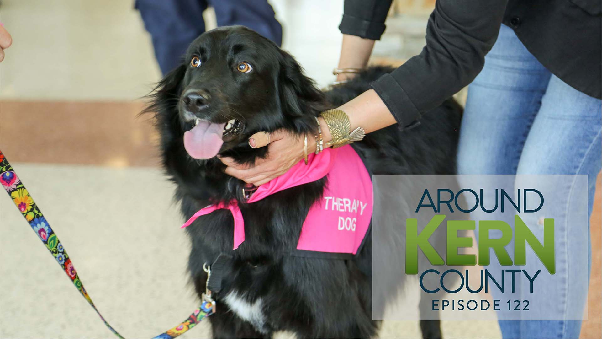 Nicky the therapy dog smiling for a photos at Meadows Field Airport