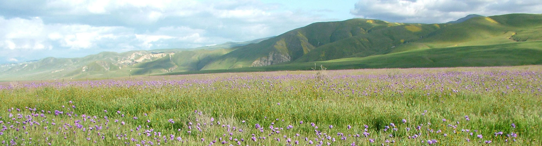 Wildflowers near Arvin