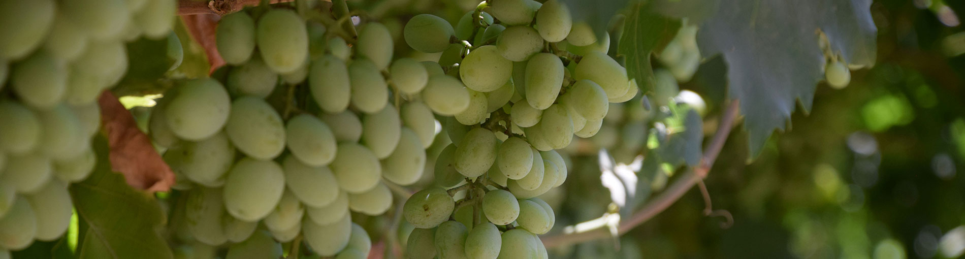grapes
