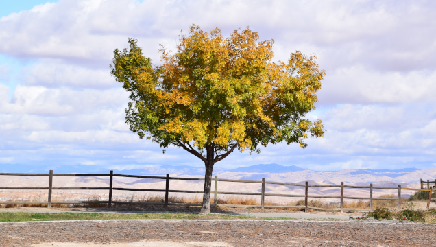 panorama-tree